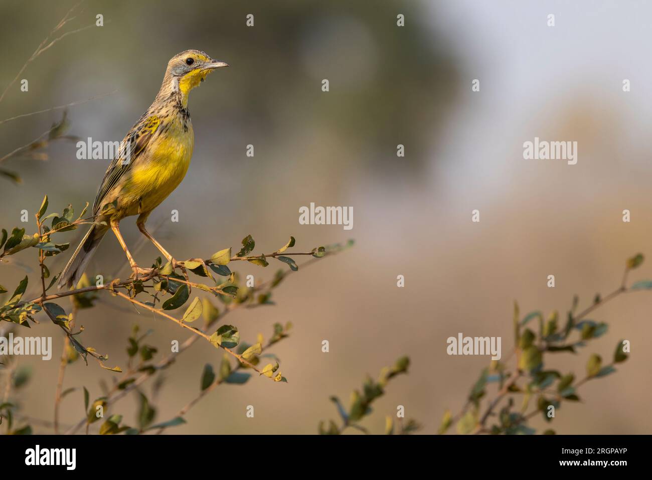 A side view of a single  Yellow-throated Longclaw sitting on a bush in the Kruger National Park, South Africa Stock Photo
