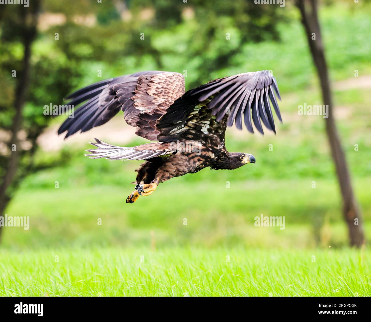 Lebrade, Germany. 11th Aug, 2023. A young whitetailed eagle takes