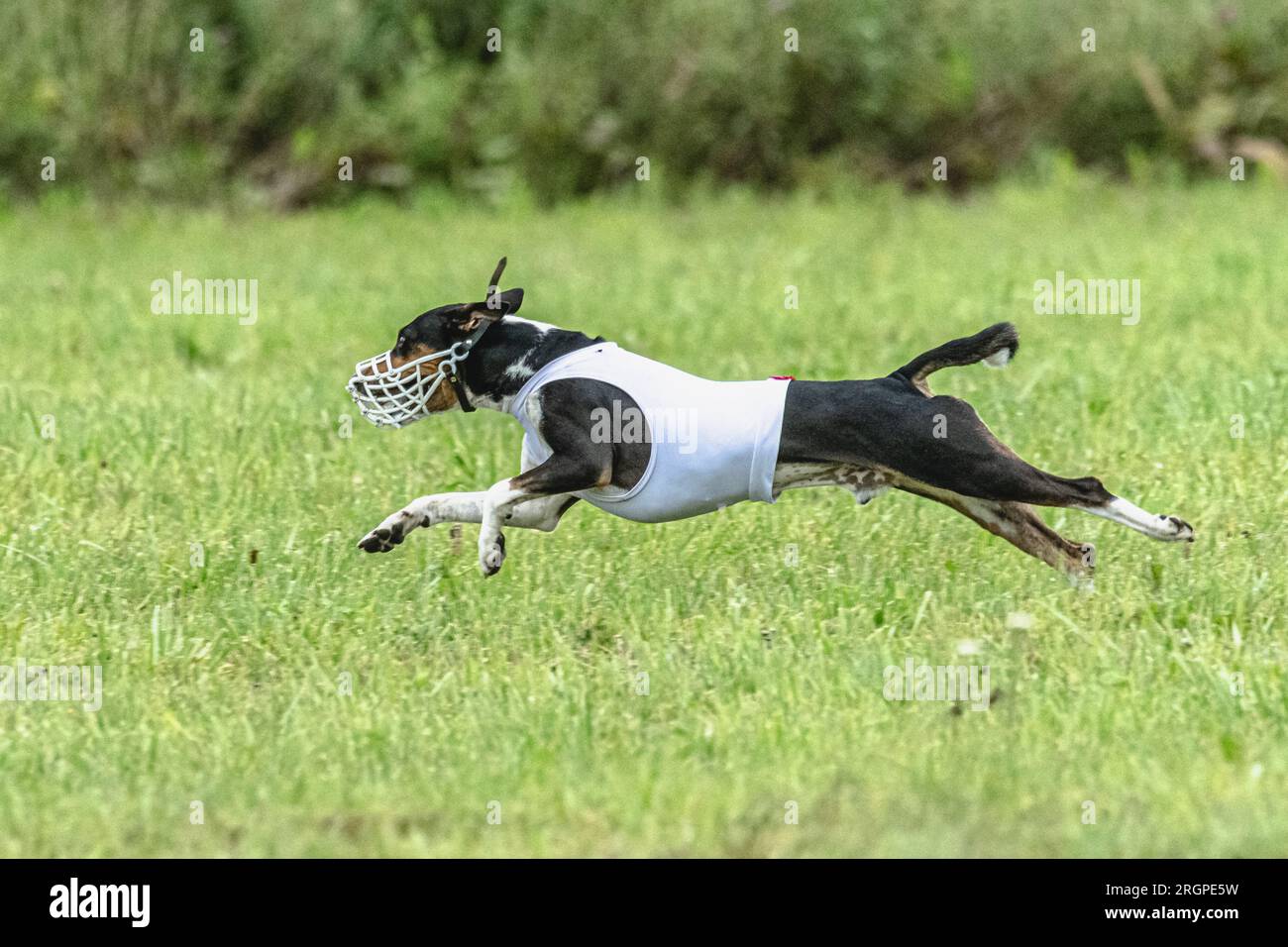 Dog chasing the lure in a lure course competition Stock Photo - Alamy