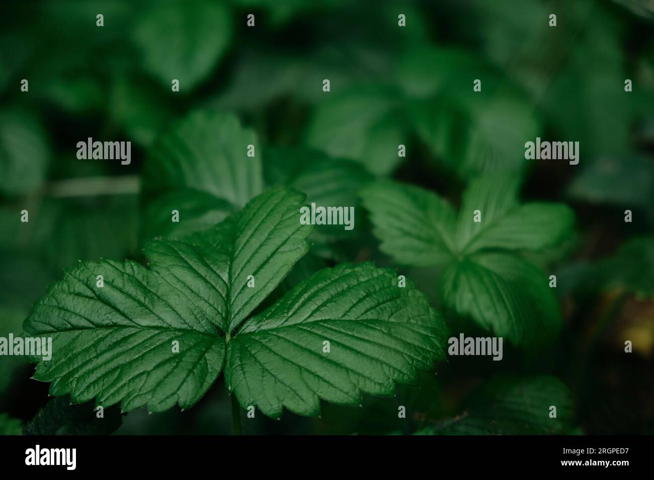 Dark green leaves of Strawberry in dew, natural background of nature ...