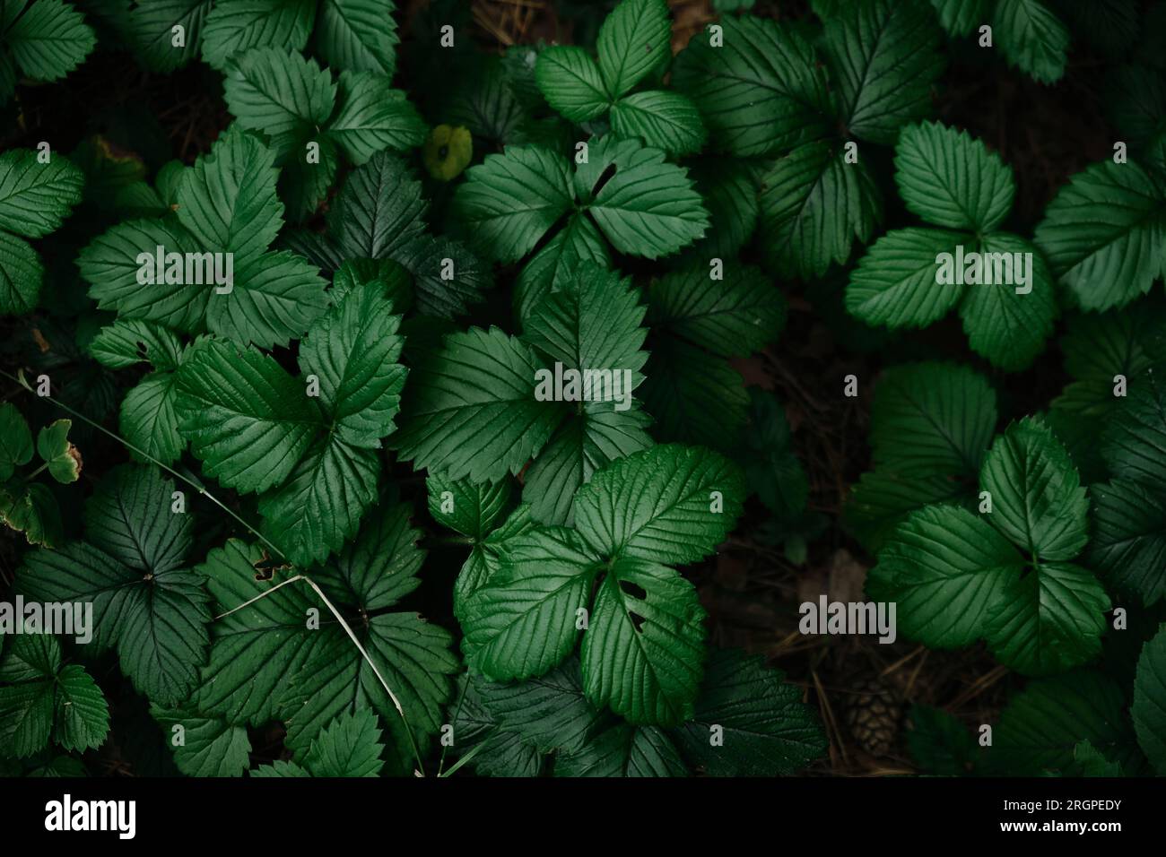 Dark green leaves of Strawberry in dew, natural background of nature ...