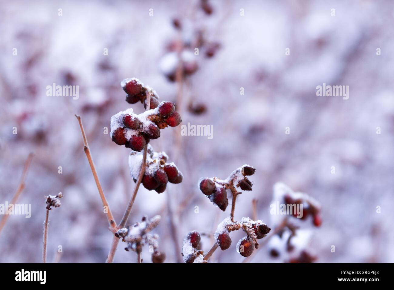 White oak springs hi-res stock photography and images - Alamy