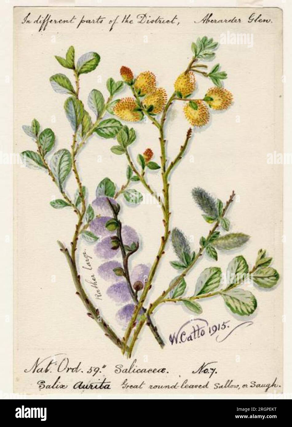 Great round-leaved Sallow, or Saugh (Salix Aurita) - William Catto 1915 by William Catto Stock Photo