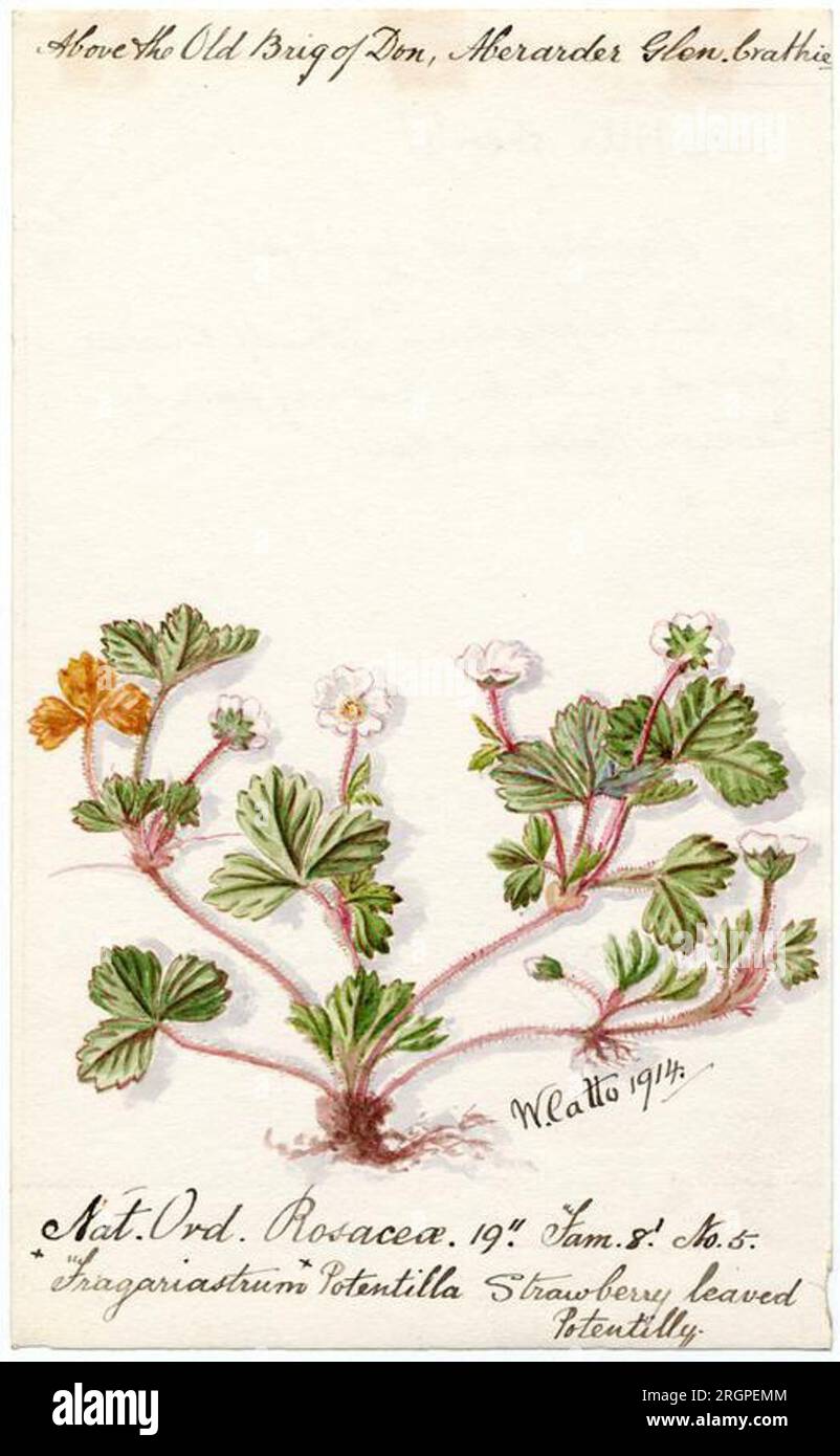 Strawberry leaved Potentilly (Fragariastrum Potentilla) - William Catto 1914 by William Catto Stock Photo