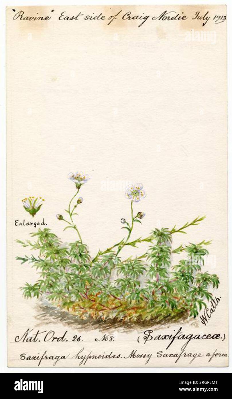 Mossy Saxafrage (Saxifraga hypnoides) - William Catto 1 July 1913 by William Catto Stock Photo