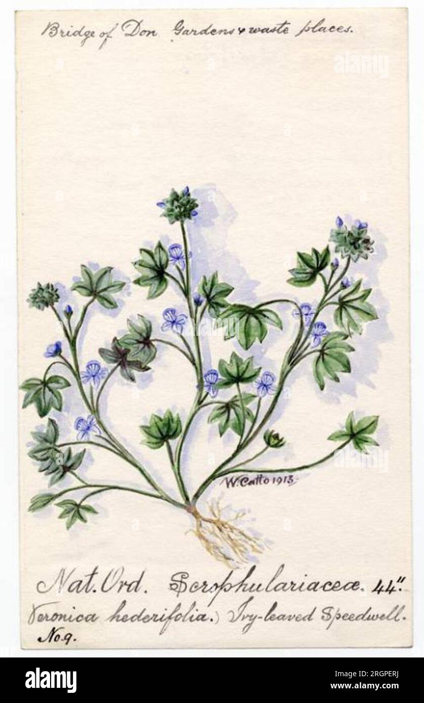 Ivy-leaved Speedwell (Veronica hederifolia) - William Catto 1913 by William Catto Stock Photo