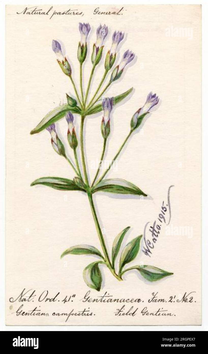 Field Gentian (Gentiana campestris) - William Catto 1915 by William Catto Stock Photo