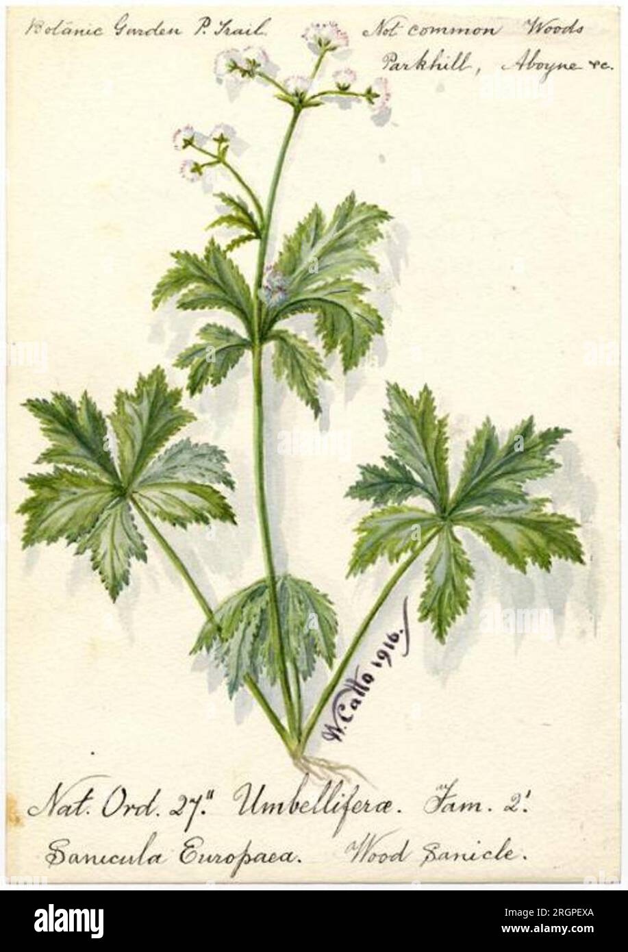 Wood Sanicle (Sanicula Europaea) - William Catto 1916 by William Catto Stock Photo