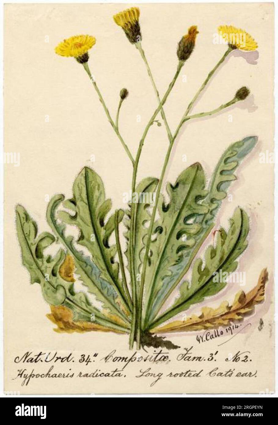 Long rooted Cat's ear  (Hypochaeris radicata) - William Catto 1914 by William Catto Stock Photo