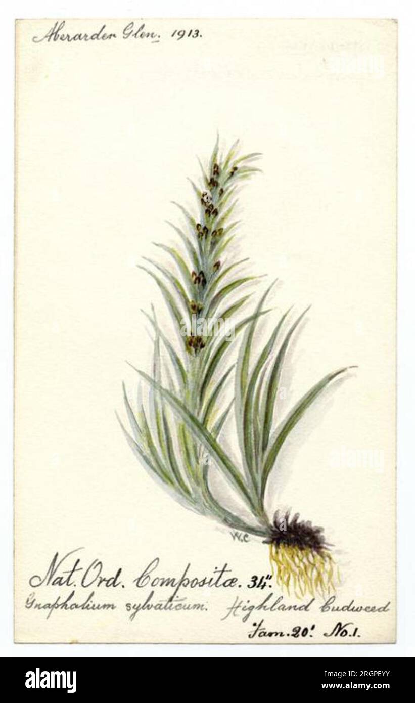 Highland Cudweed (Gnaphalium sylvaticum) - William Catto 1913 by William Catto Stock Photo