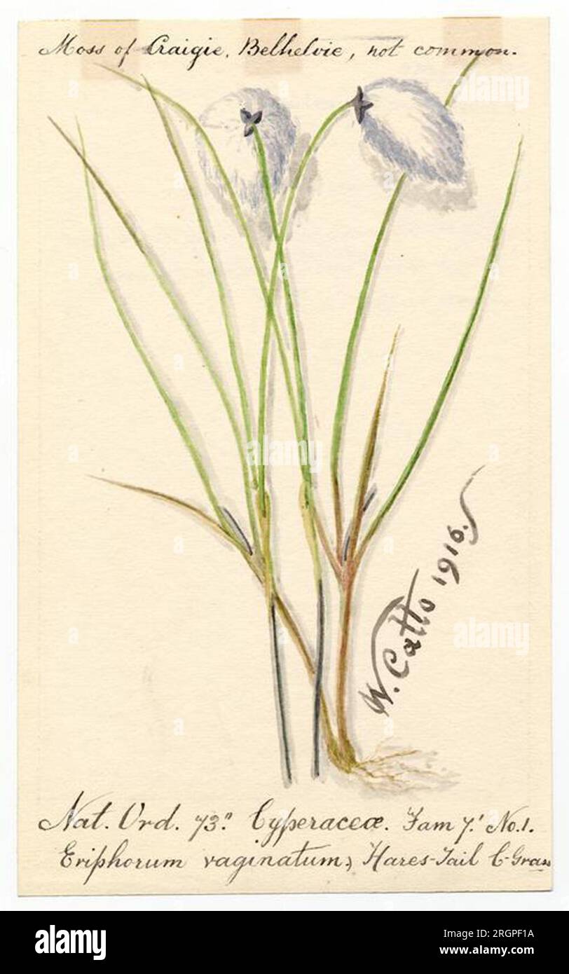 Hares-Tail C. Grass (Eriophorum vaginatum) - William Catto 1916 by William Catto Stock Photo