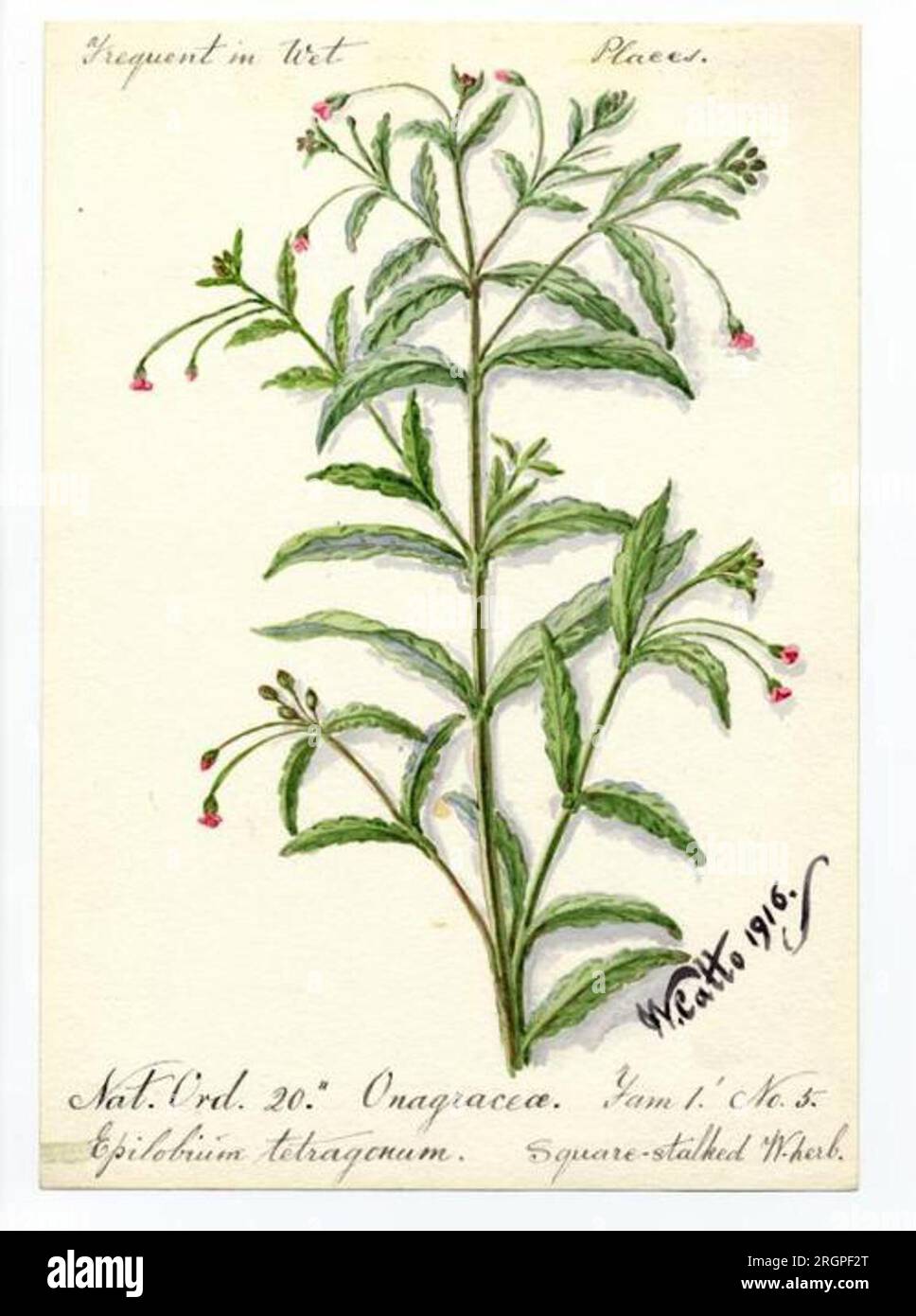 Square-stalked W. herb (Epilobium tetragonum) - William Catto 1916 by William Catto Stock Photo