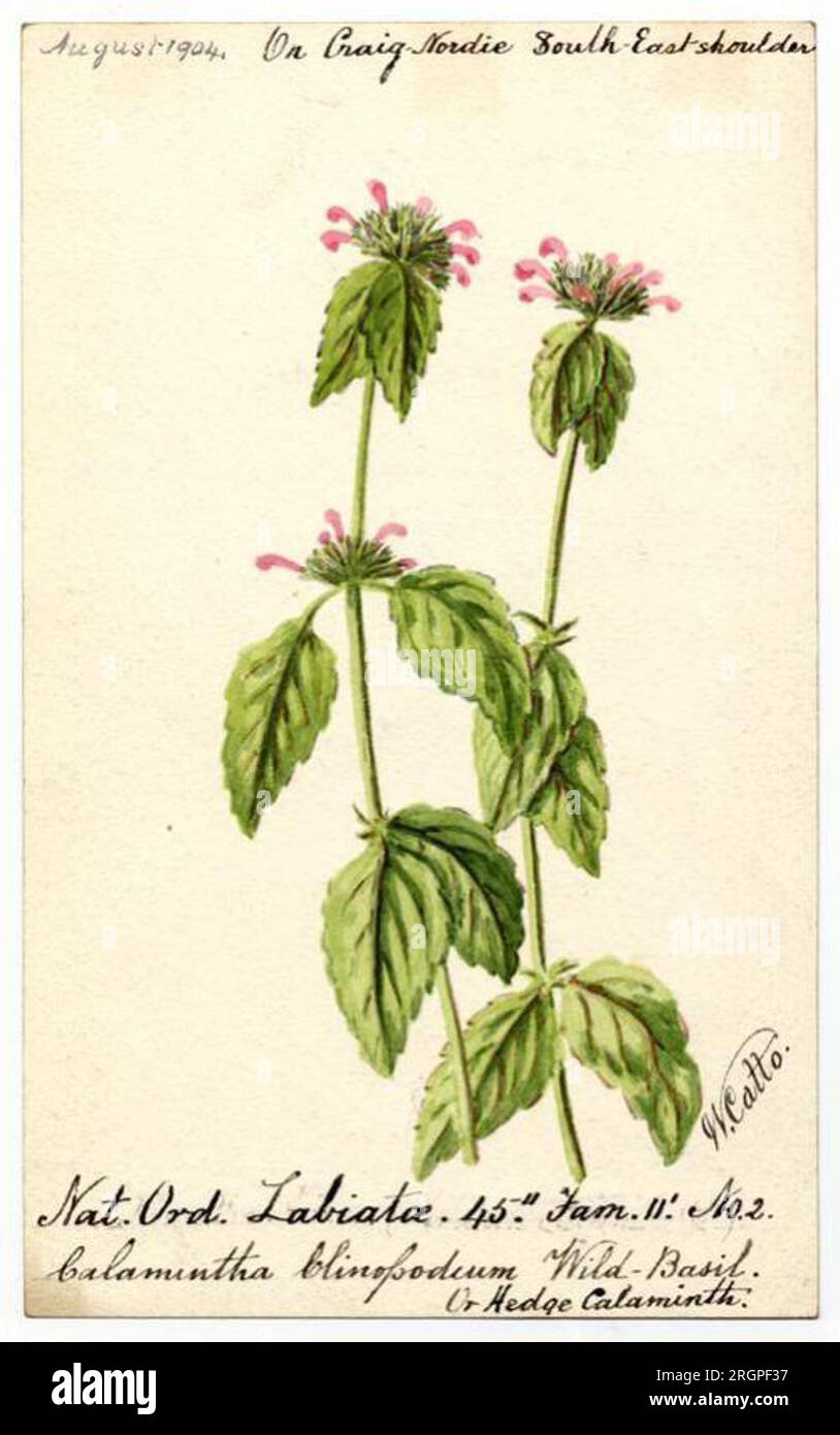 Wild Basil or Hedge Calaminth (Clinopodium vulgare) - William Catto 1 August 1904 by William Catto Stock Photo