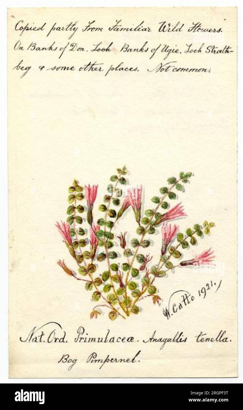 Bog Pimpernel (Anagallis tenella) - William Catto 1921 by William Catto Stock Photo