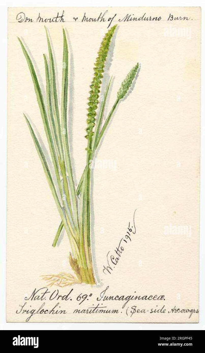 Sea-side Arrow grass (Triglochin maritima) - William Catto 1915 by William Catto Stock Photo