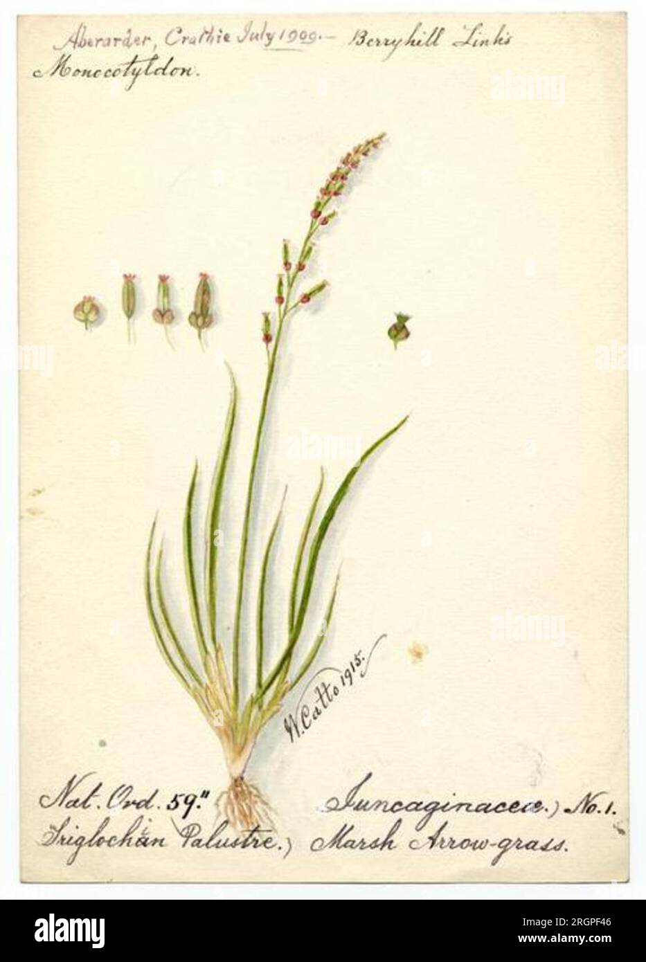 Marsh Arrow-grass (Triglochin palustris) - William Catto 1915 by William Catto Stock Photo