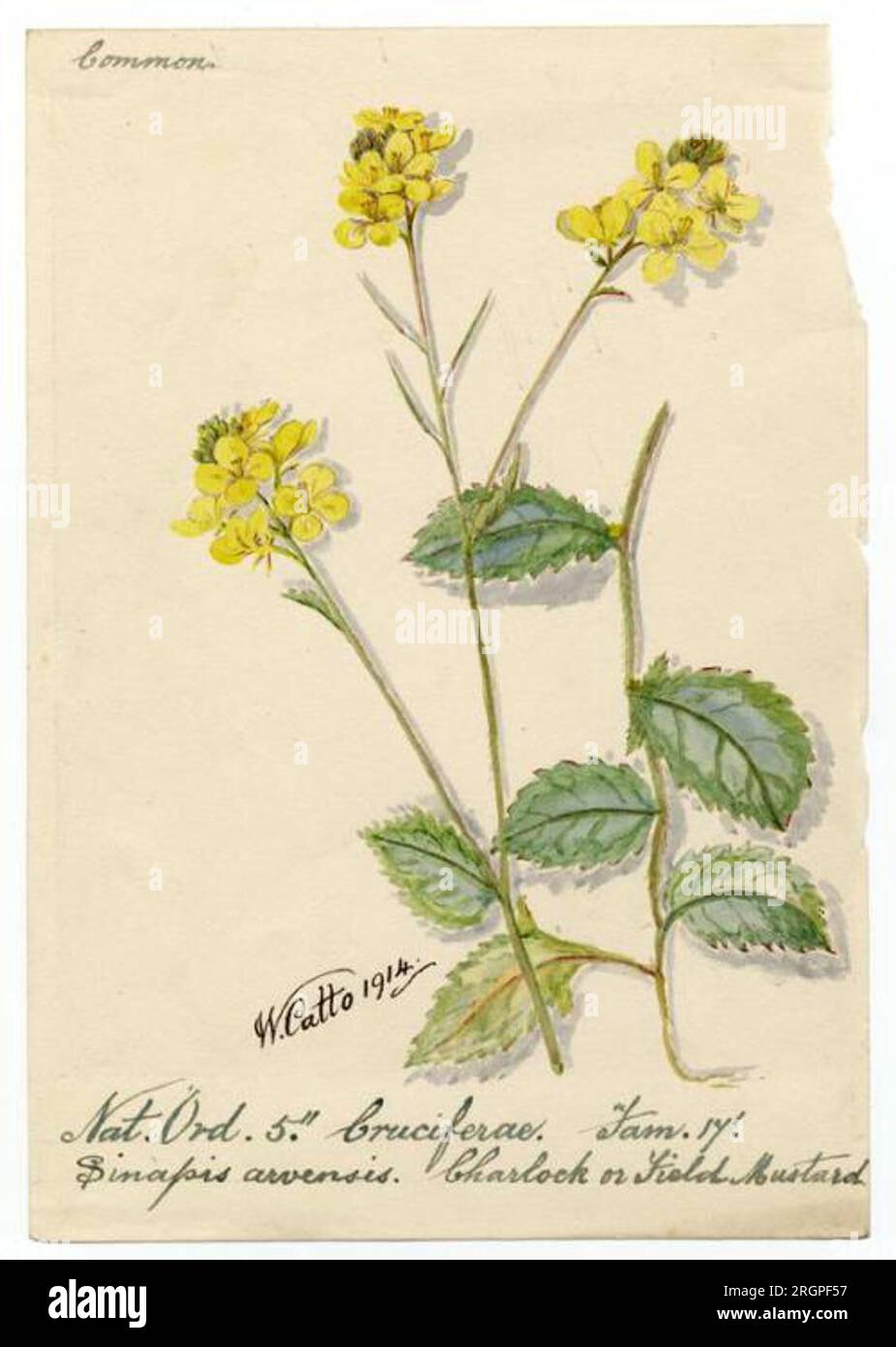 Hedge-mustard (sisymbrium officinale) - William Catto - ABDAG016237 1914 by William Catto Stock Photo
