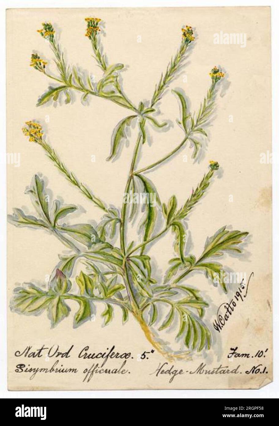 Hedge-mustard (sisymbrium officinale) - William Catto 1915 by William Catto Stock Photo