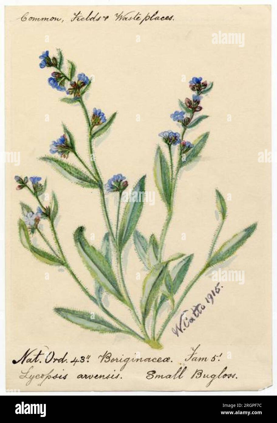 Small bugloss (lycopsis arvensis) - William Catto 1915 by William Catto Stock Photo