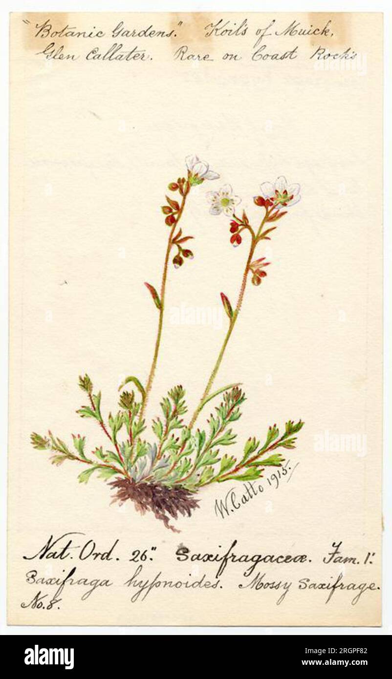 Mossy sacifrage (saxifraga hypnoides) - William Catto - ABDAG016269 1915 by William Catto Stock Photo