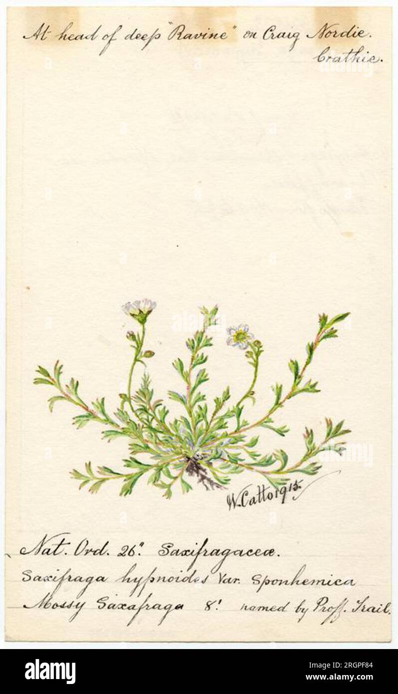 Mossy sacifrage (saxifraga hypnoides) - William Catto 1915 by William Catto Stock Photo