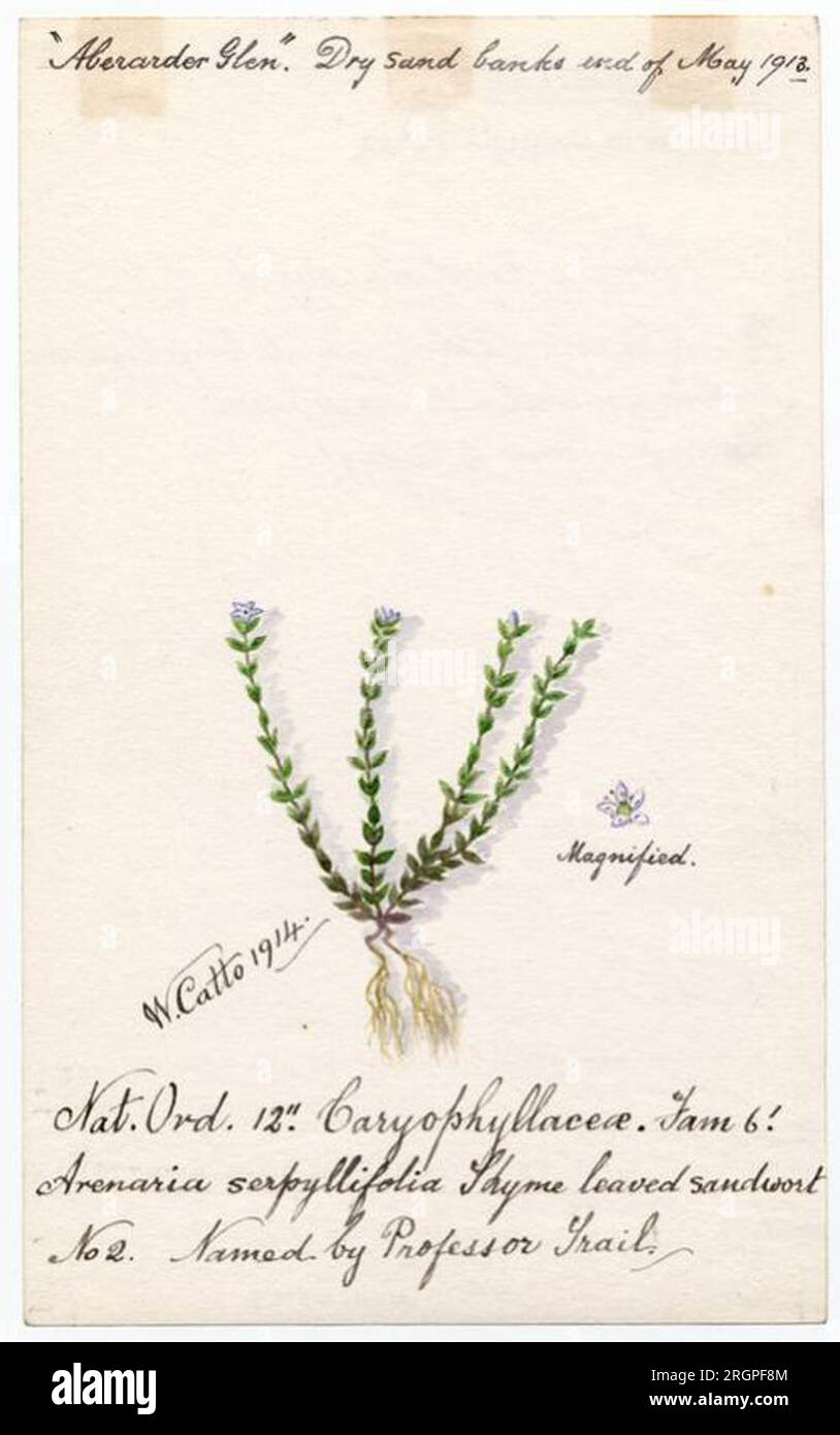 Thyme leaved sandwort (Arenaria serpyllifolia) - William Catto 1914 by William Catto Stock Photo