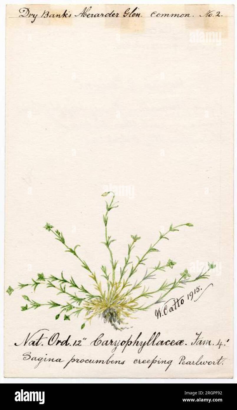 Creeping pearlwort (Sagina procumbens) - William Catto 1915 by William Catto Stock Photo
