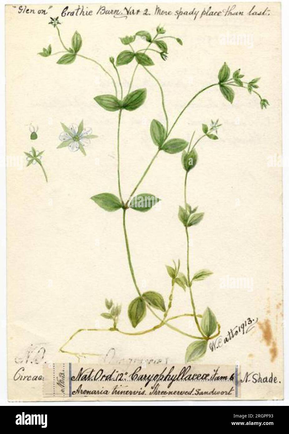 Three-nerved sandwort (Moehringia trinervia) - William Catto - ABDAG016292 1913 by William Catto Stock Photo