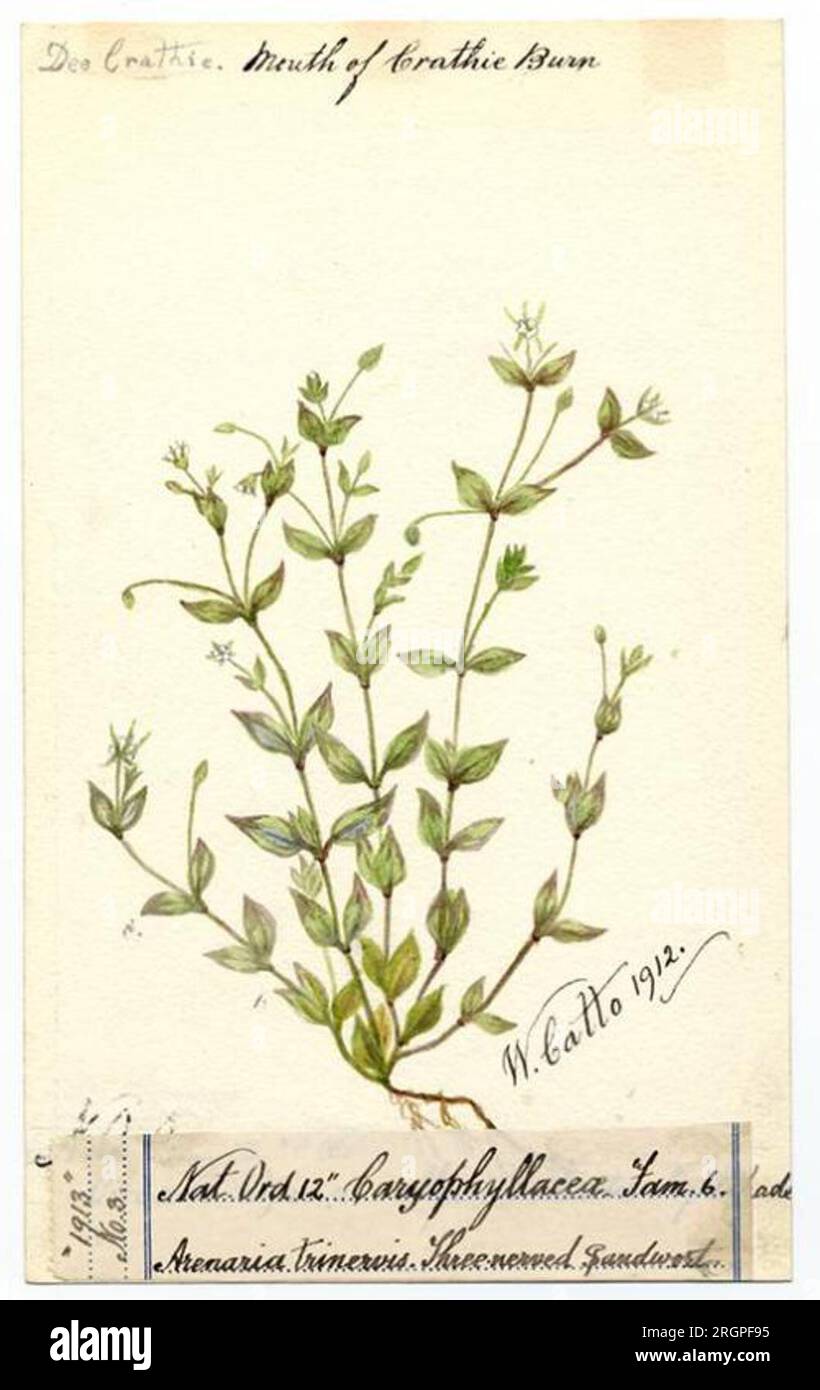 Three-nerved sandwort (Moehringia trinervia) - William Catto 1912 by William Catto Stock Photo