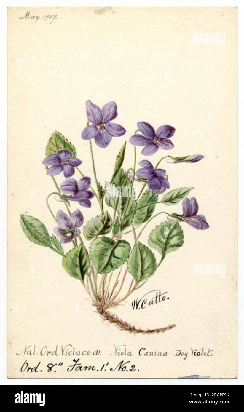 Dog Violet (Viola Canina) - William Catto 1 May 1907 by William Catto Stock Photo