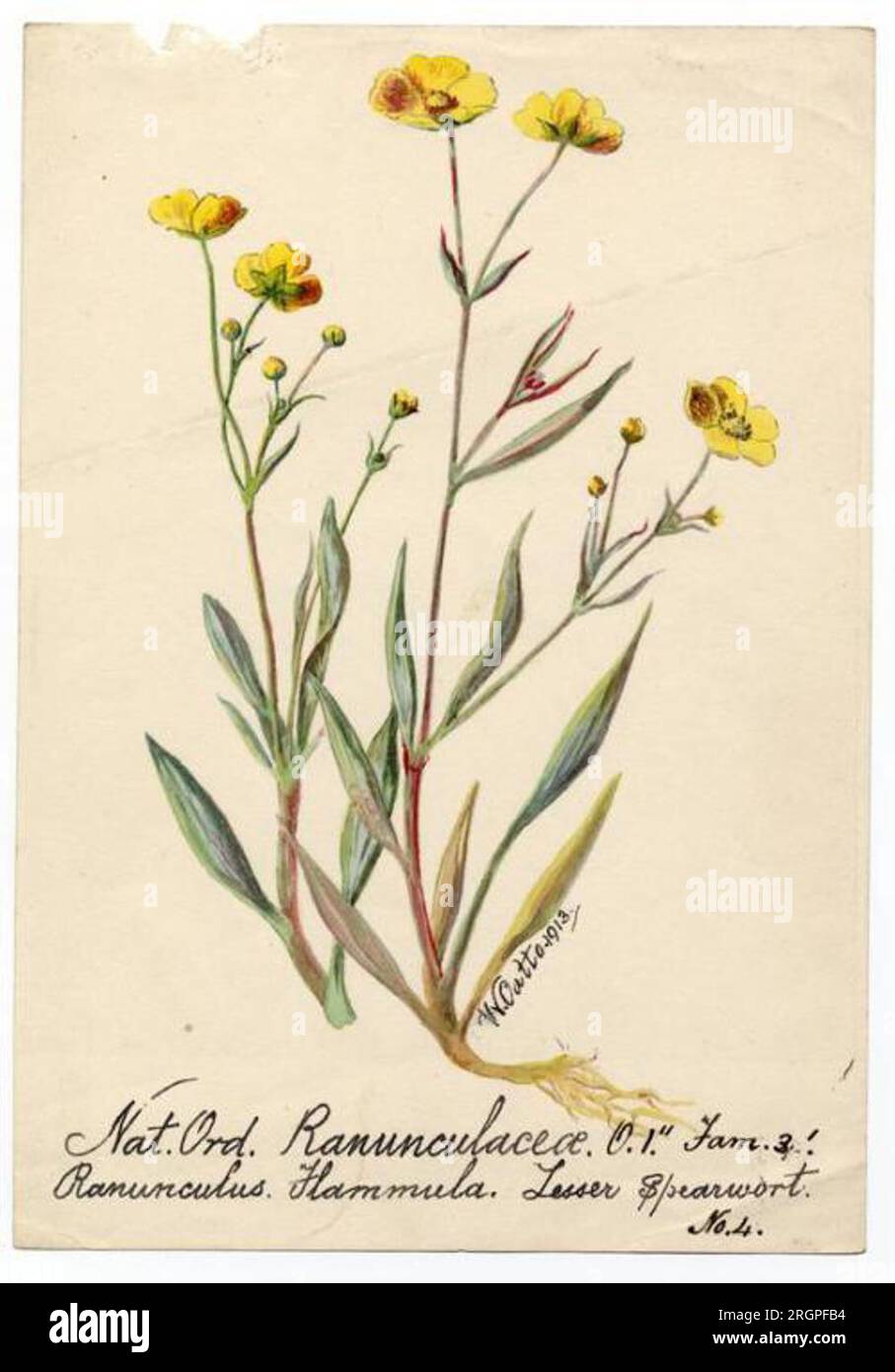 Lesser spearwort (ranunculus flammula) - William Catto 1913 by William Catto Stock Photo
