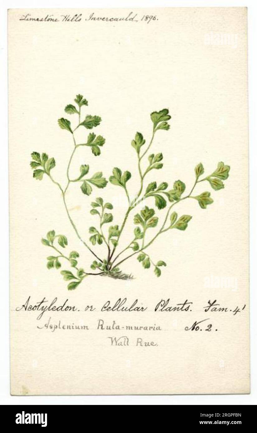 Wall rue (asplenium ruta - muraria) - William Catto - ABDAG016337 1896 ...