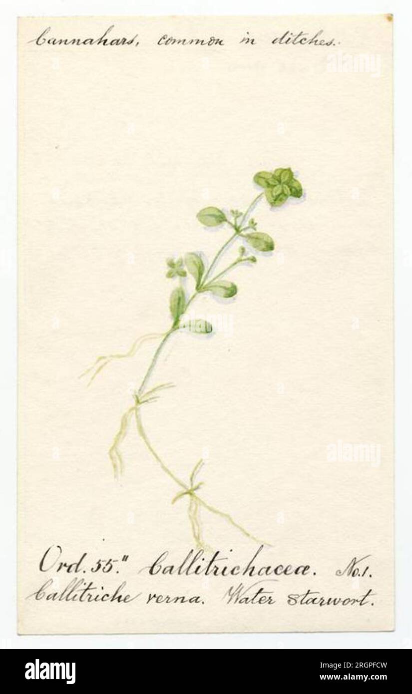 Water starwort (callitriche verna) - William Catto by William Catto Stock Photo