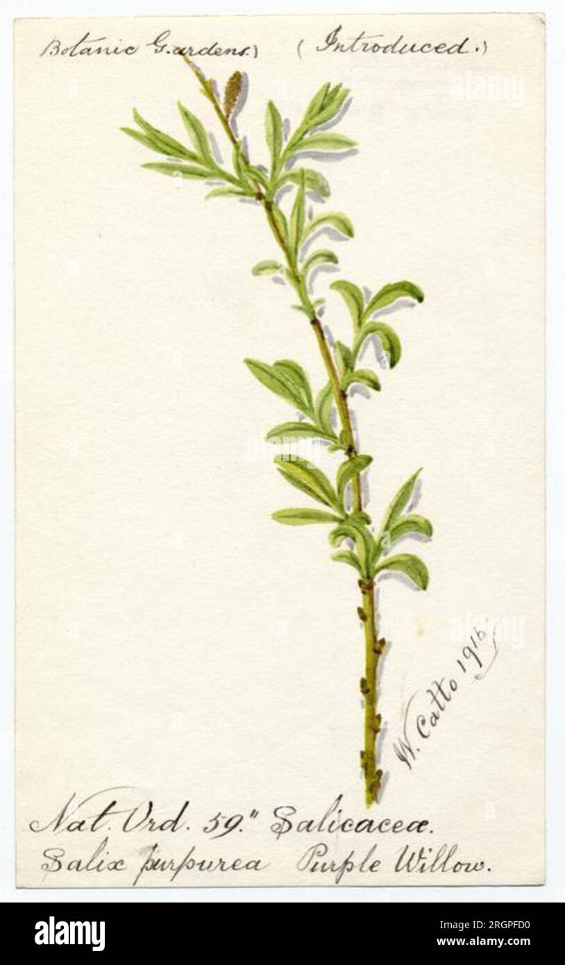 Purple willow (salix purpurea) - William Catto 1916 by William Catto Stock Photo