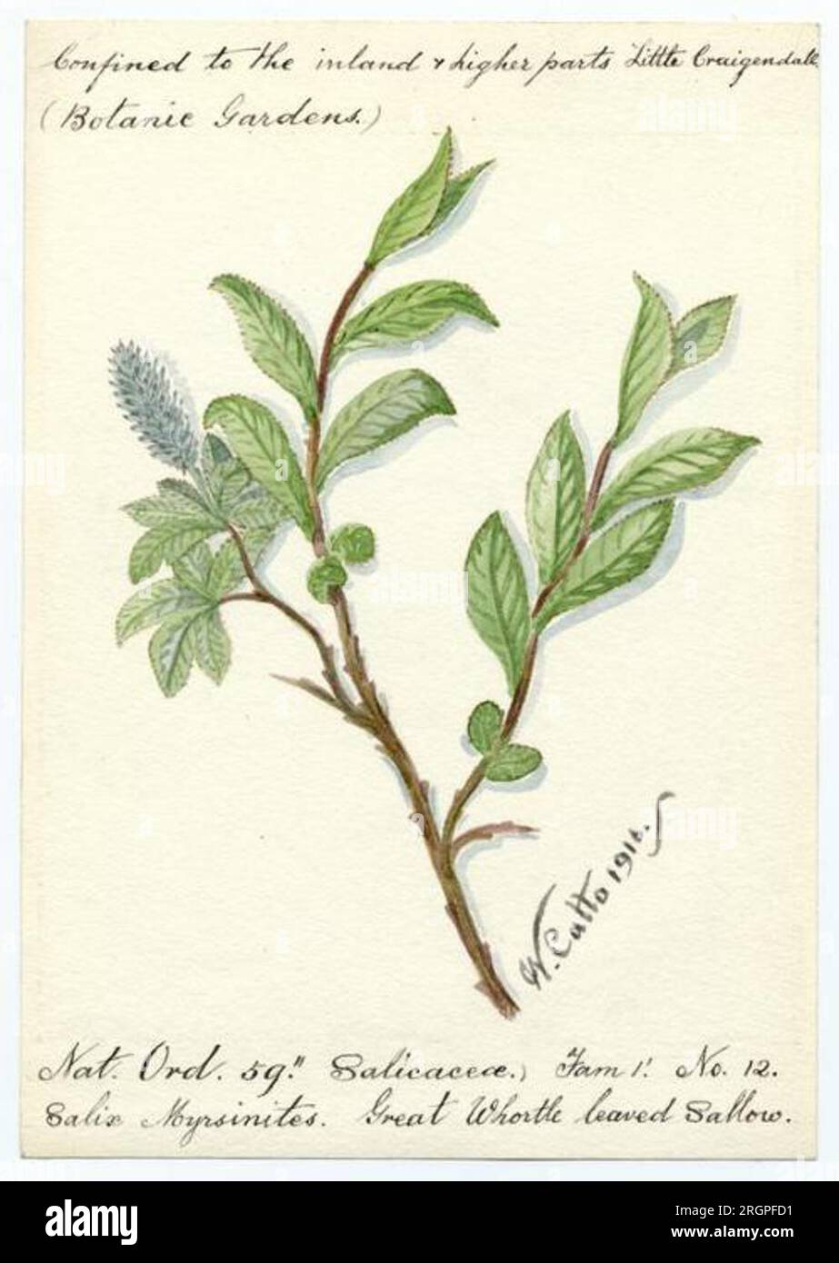 Great whole leaved sallow (salix myrsinites) - William Catto 1916 by William Catto Stock Photo