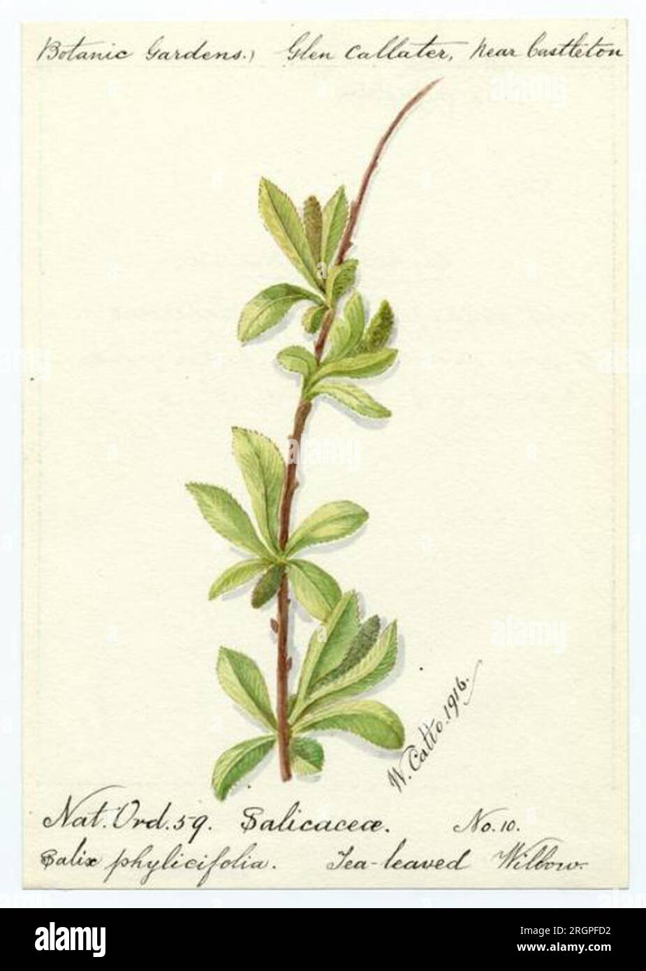 Tea-leaved willow (salix phylicifolia) - William Catto 1916 by William Catto Stock Photo
