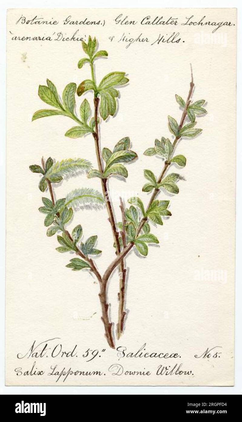Downie willow (salix lapponum) - William Catto by William Catto Stock Photo