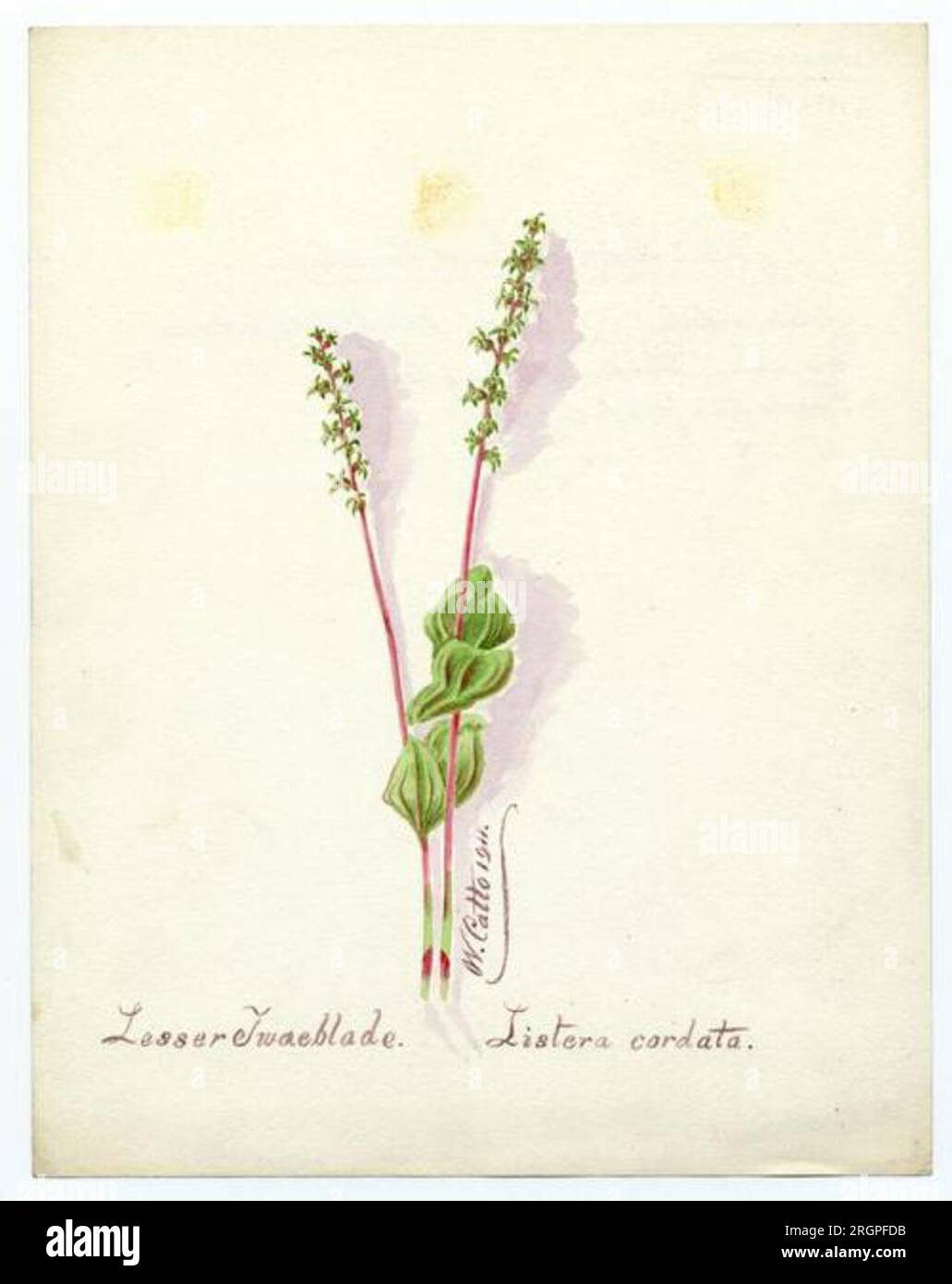 Lesser twaeblade (listera cordata) - William Catto 1911 by William Catto Stock Photo