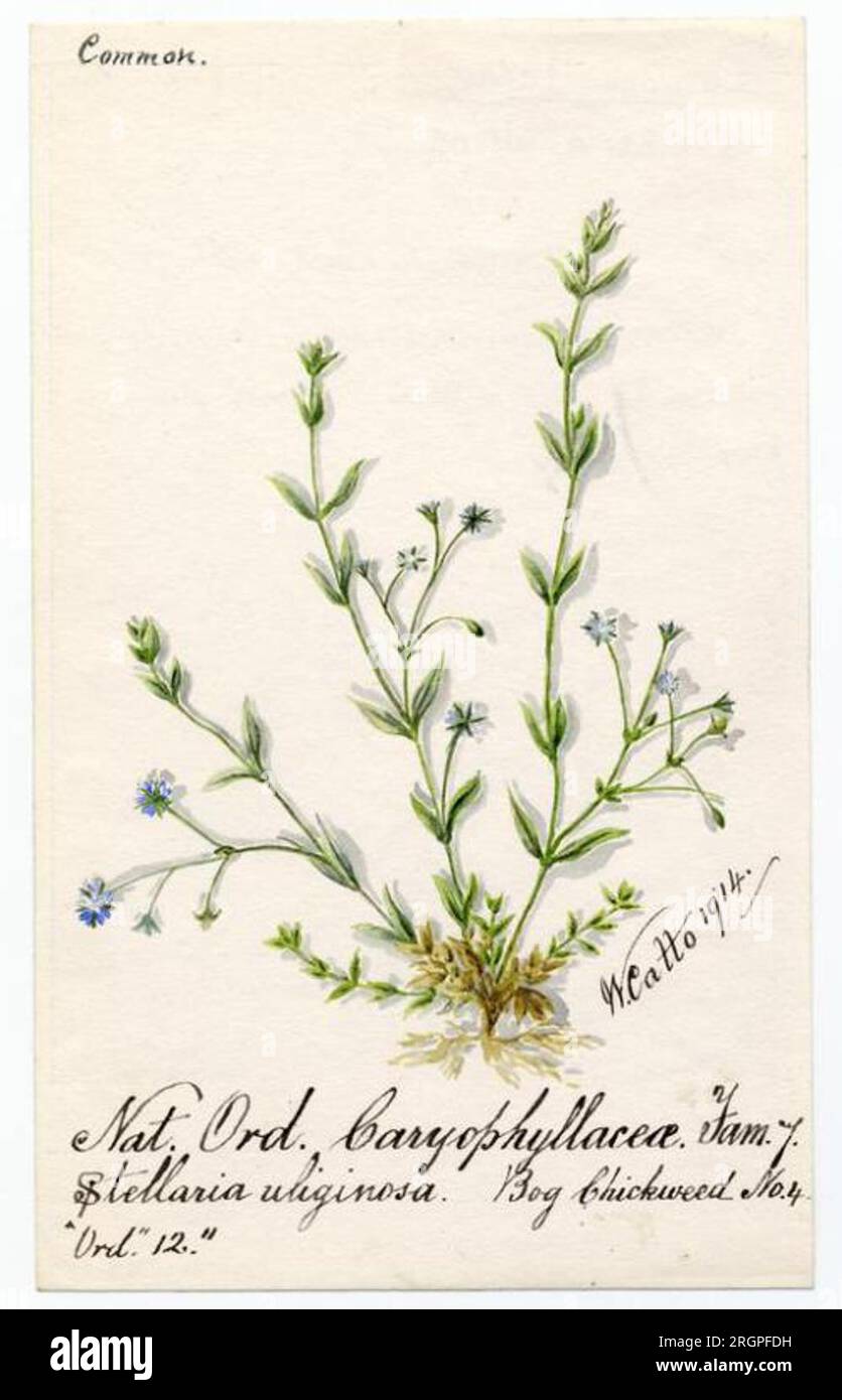 Bog chickweed (stellaria alsine) - William Catto 1914 by William Catto Stock Photo