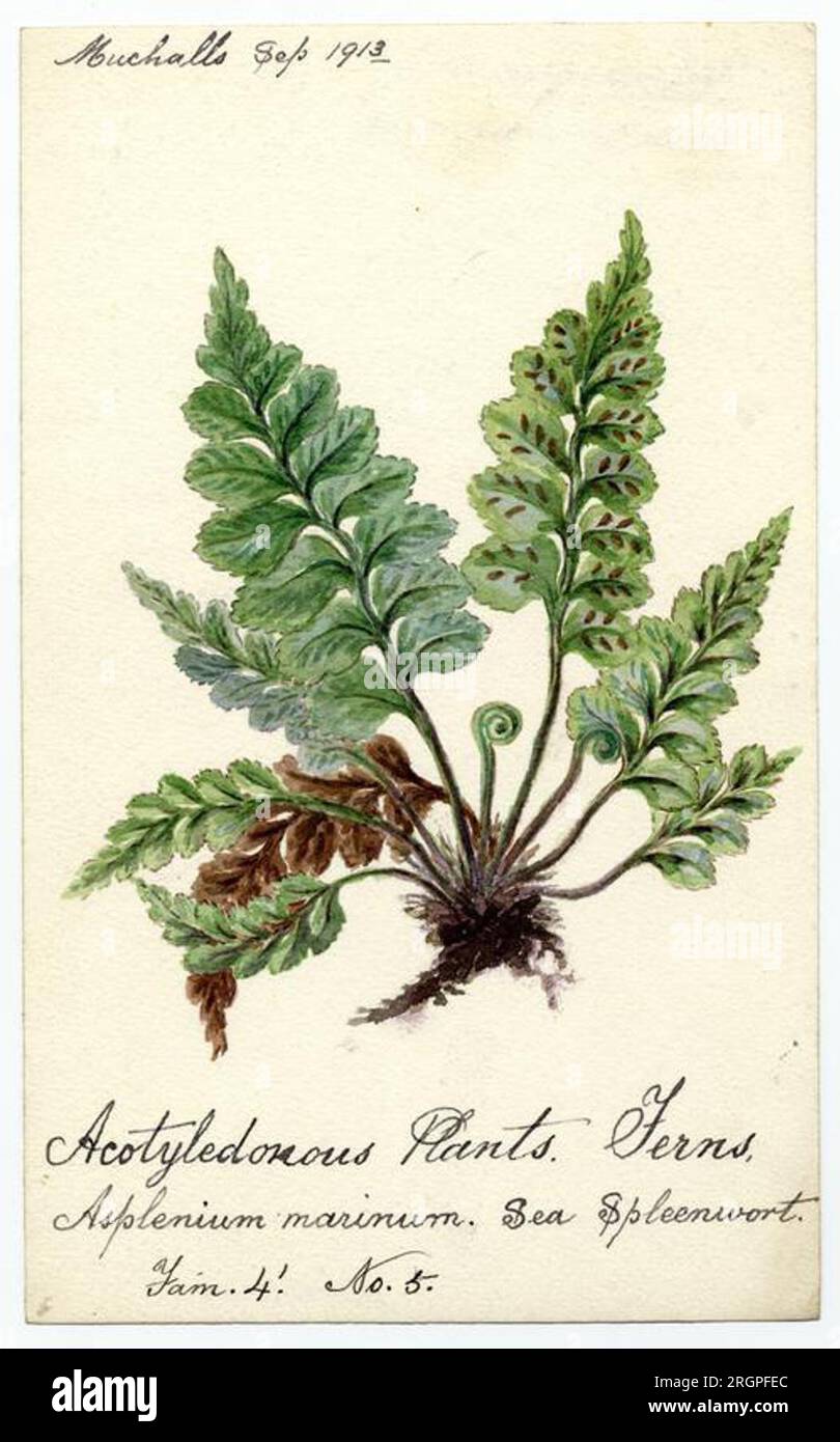 sea spleenwort (asplenium marinum) - William Catto 1913 by William Catto Stock Photo