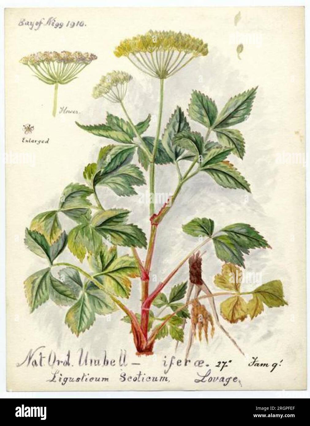 lovage (ligusticum scoticum) - William Catto 1910 by William Catto Stock Photo