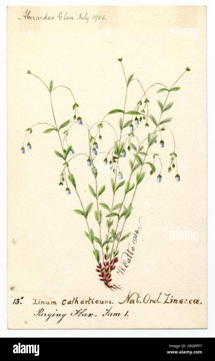 Purging flax (linum catharticum) - William Catto 1906 by William Catto Stock Photo