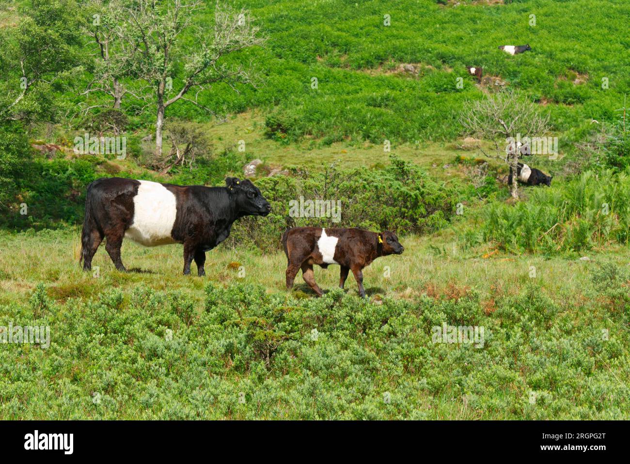 Belted Galloway beef cattle Stock Photo Alamy