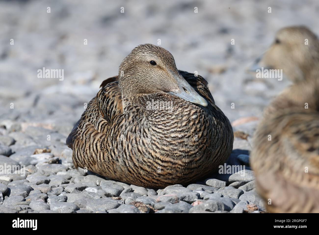 Eider duck blanket hot sale
