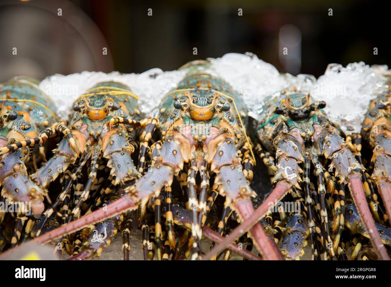 Lobsters displayed at a food stall in Bangkok calls, Thailand Stock