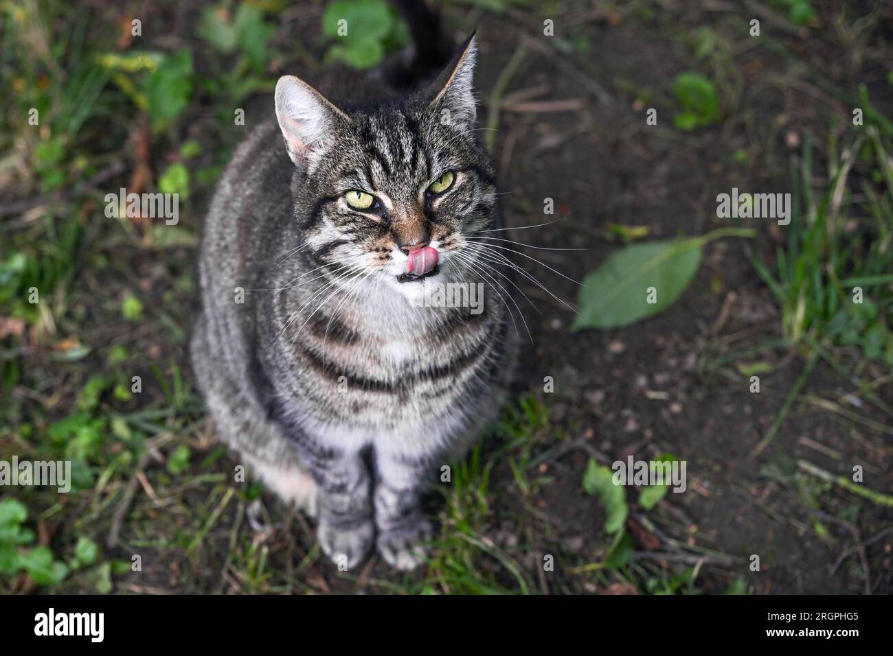 Hungry wild tabby cat sitting on the ground in a park, looking up and licking lips, hoping for something to eat, animal behavior, copy space, selected Stock Photo