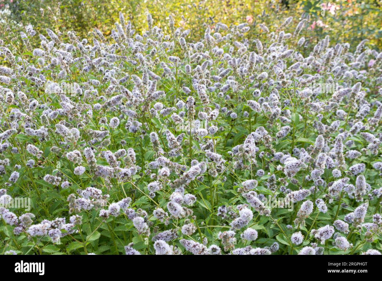 Mentha spicata flowers. Peppermint Mentha Spicata blooms luxuriantly in the garden and attracts insects is used in cooking and drinks, in medicine. Stock Photo