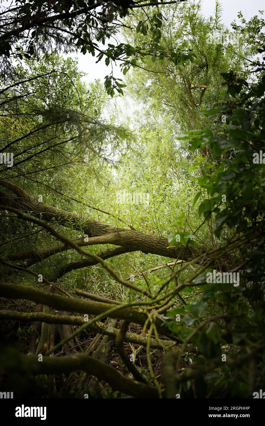 Fallen willow trunk with new shoots in a pristine wet forest, landscape concept for ecology and natural environment protection, copy space, selected f Stock Photo