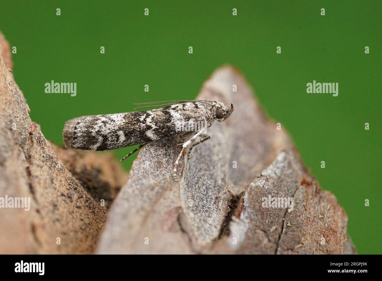 Natural closeup on the Dark Pine, Knot-horn micro moth, Dioryctria abietella sitting on wood Stock Photo