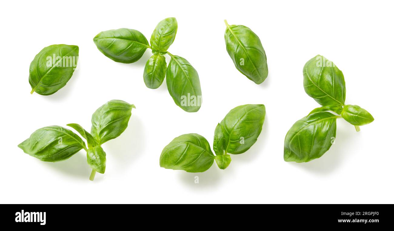 Mediterranean herbs fresh basil. set of six isolated leaves, twigs and